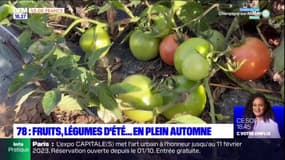 Yvelines: des fruits et légumes d'été en plein automne