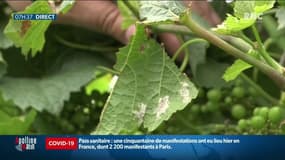 En Alsace, le mildiou prospère à cause des pluies