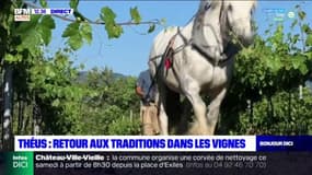 Ni tracteur, ni pesticides et un cheval pour labourer.... retour aux traditions dans ces vignes à Théus