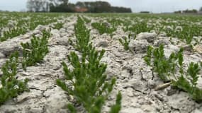 Exploitation agricole à Guemps dans le Pas-de-Calais en mai 2022.