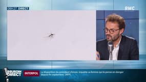 Cette année, il y aura des moustiques... jusqu'à Noël
