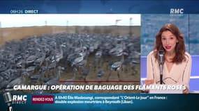 Objectif Terre : Opération de baguage des flamants roses en Camargue - 05/08