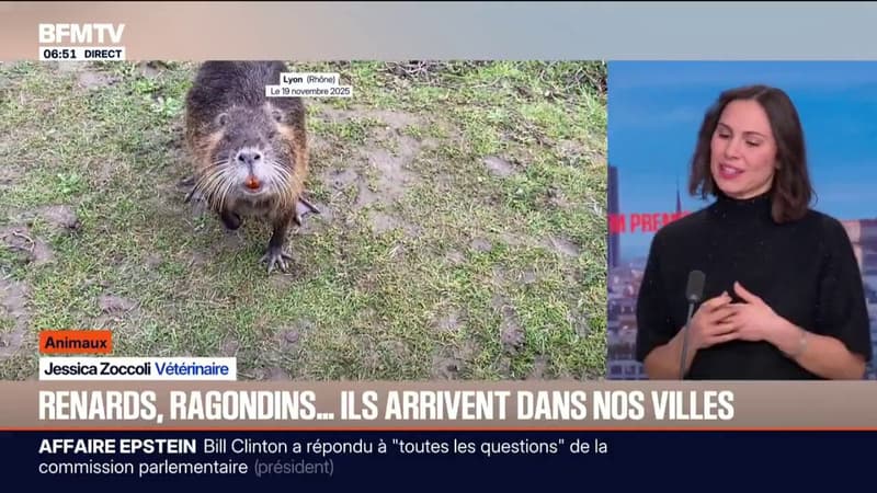 Renards, ragondins…Pourquoi sont-ils de plus en plus présents dans les villes