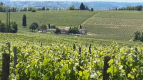 Des vignes en Gironde