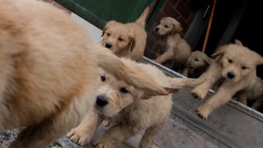 Des chiens - Image d'illustration