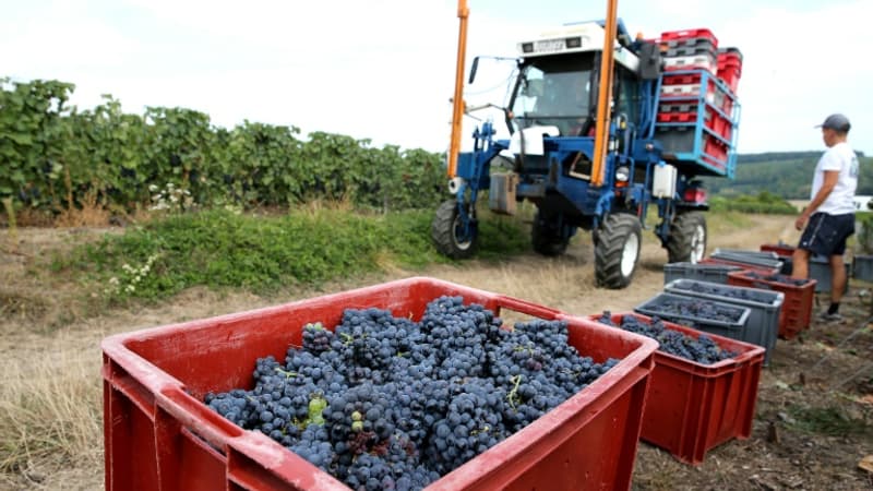 Vendanges 2022: la production de vin en hausse en dépit de la sécheresse