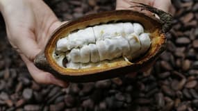 Une fève de cacao. 
