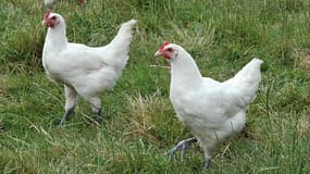 Deux personnes sont mortes en Chine de la grippe aviaire, infectées par une nouvelle souche