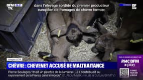 Chevenet, le leader européen du fromage de chèvre, accusé de maltraitance animale