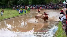 Une impressionnante course de taureaux à grande vitesse à Payangan, en Indonésie