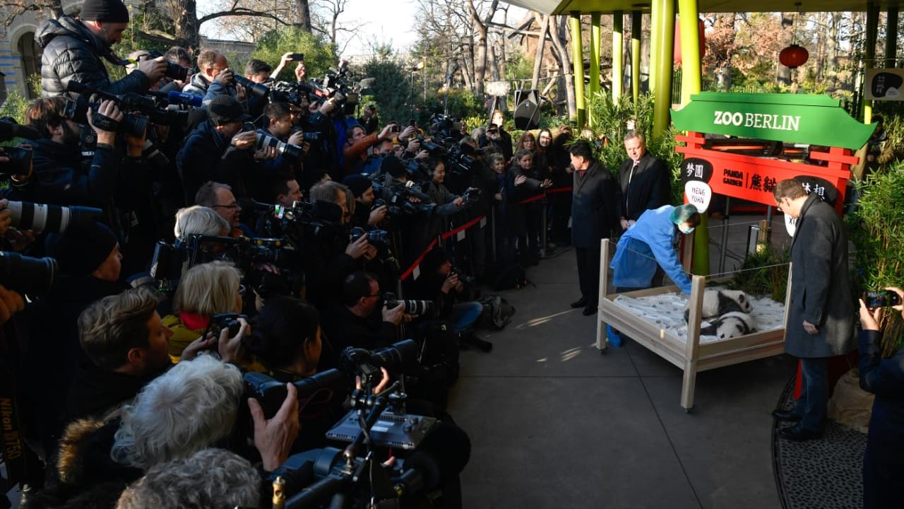Les deux pandas ont été présentés à la presse mais ne seront visibles qu'en janvier pour le public du zoo Les deux pandas ont été présentés à la presse mais ne seront visibles qu'en janvier pour le public du zoo