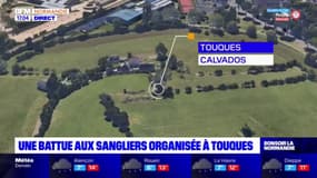 Calvados: une battue aux sangliers organisée à Touques