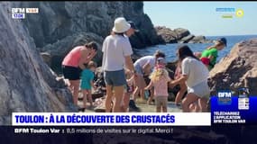 Toulon: à la découverte des crustacés