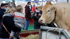 Un enfant regarde une vache le 26 février 2022 au Salon de l'agriculture à Paris.