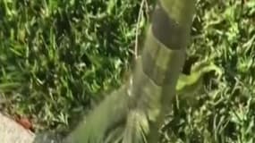 En Floride, des iguanes gelés tombent des arbres