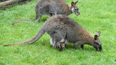 Image d'archives datant d'avril 2016, montrant des wallabies similaires à celui retrouvé dans une petite ville néerlandaise.