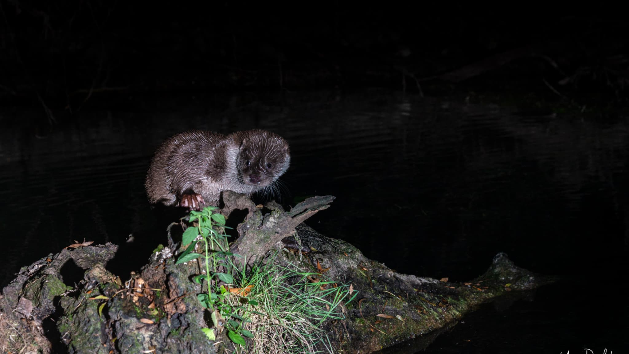 Une loutre dans le Domaine de Restinclières, à Prades-le-Lez, dans l'Hérault. 