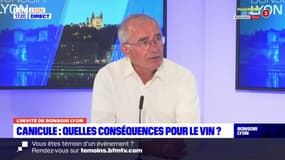 Beaujolais: "20% de récoltes en moins" à cause de la canicule