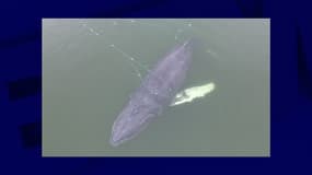 Une baleine à bosse emmêlée dans des filets de pêche en mer Baltique le 26 février 2025. 