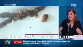 Que puis-je faire contre les punaises de lit?