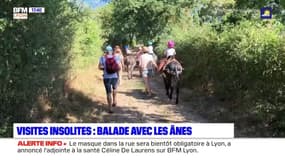 Visites insolites près de Lyon (3/5): une balade avec des ânes dans les Monts du Lyonnais