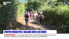 Visites insolites près de Lyon (3/5): une balade avec des ânes dans les Monts du Lyonnais