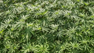 A conditions de respecter certaines règles, les banques américaines peuvent accepter l'argent du cannabis légal.