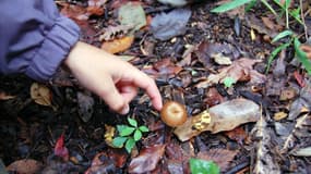 Un enfant touche un champignon, 2008 (ILLUSTRATION)