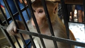 Un singe a été capturé après de plusieurs vols à l'étalage à Bombay - Inde - Vendredi 5 février 206