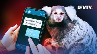 Singes, tigres... Le fléau de la vente illégale en ligne d'animaux sauvages