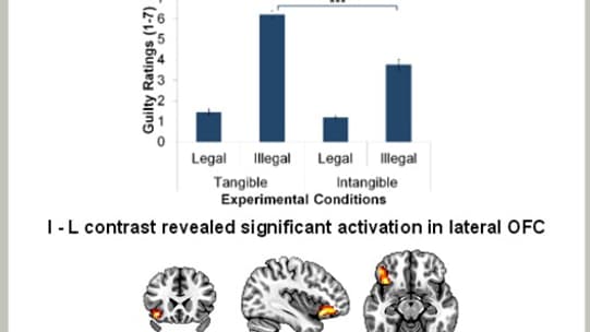 Les résultats des tests d'imagerie médicale montrant l'effet des vols matériels et immatériels sur l'activité du cerveau.