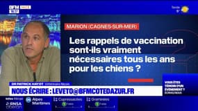 Le véto répond à vos questions sur BFM Nice Côte d'Azur