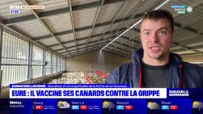 Eure: plusieurs milliers de canards vaccinés contre la grippe aviaire
