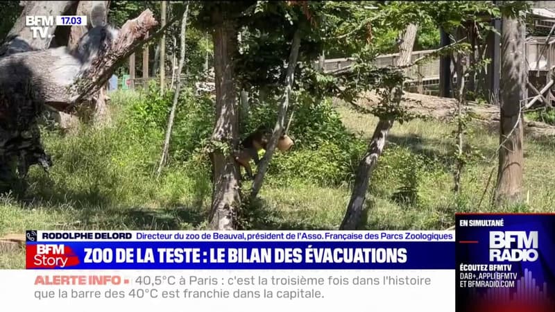 Incendies en Gironde: huit animaux sont décédés lors de l'évacuation du zoo de La Teste-de-Buch