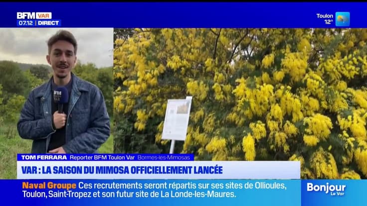 Var : la saison du mimosa offciellement lancée