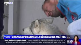 Trois chiens meurent empoisonnés lors d'un concours, une enquête ouverte