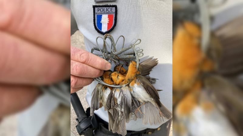 Plusieurs milliers de rouges-gorges ont été tué par le retraité.