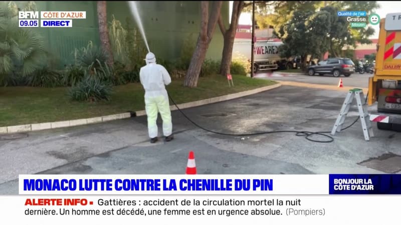Monaco: opération de lutte contre les chenilles processionnaires