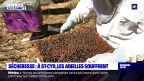 Sécheresse : les abeilles souffrent 