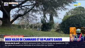 Tourrettes-sur-Loup: deux kilos de cannabis et 68 plants saisis