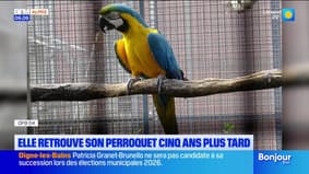 04 : Elle retrouve son perroquet cinq après sa disparition 