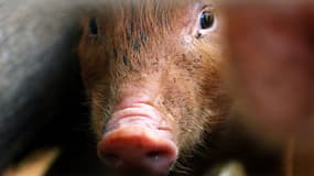 La Fondation 30 millions d'amis appuyée par une vingtaine d'intellectuels et la signature de 250.000 Français appelle jeudi à changer le statut des animaux, toujours considérés par le Code civil comme des biens meubles. (cochon domestique, illustration).