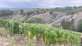 Les vendanges ont commencé à Châteauneuf-Val-Saint-Donat (Alpes-de-Haute-Provence), le 4 septembre 2024.
