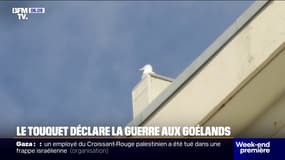 Au Touquet, des mesures prises pour limiter la présence de goélands en ville 