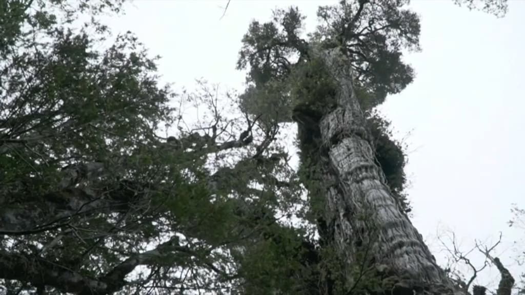 el “Gran Abuelo”, el árbol más antiguo del mundo con 5000 años de historia