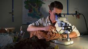 Un paléontologue brésilien examinant un fossile au microscope. (Photo d'illustration)