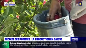 Alsace: à cause de la sécheresse et de la grêle, la récolte des pommes est en baisse