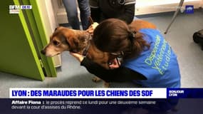 Lyon: des maraudes pour nourrir et soigner les chiens des sans-abri