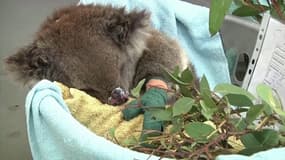 61.000 koalas touchés par les incendies en Australie 
