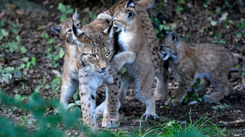 Un jeune lynx en détresse recherché en Savoie